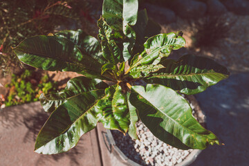 frangipani plant with curly leaves outdoor in sunny backyard