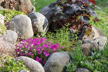 Various perennial plants in a small rockery in a summer garden - obrazy, fototapety, plakaty