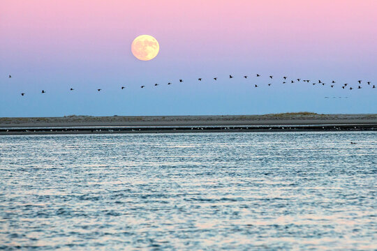 Migrating birds are silhouetted against sunset super moon sky