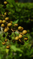 Longan fruit and green leaves on the tree. Some are exposed to the sun. Focus selected