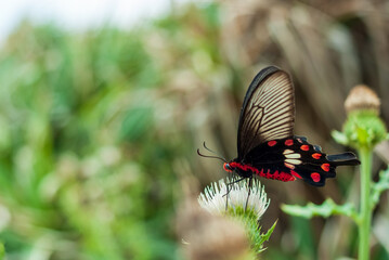 花の蜜を吸っている野生のベニモンアゲハ蝶
