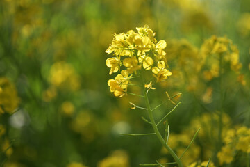 菜の花