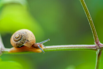 梅雨の季節に茎を歩いているカタツムリのアップ
