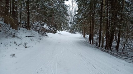 road in winter forest