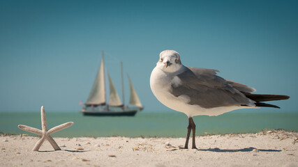 Seagull, starfish and sailboat. Ocean or sea birds on the beach. Spring or summer vacations. Blue sky and turquoise ocean water. Quartz sand. Sea coast. Florida paradise. Tropical nature. Sand dunes.