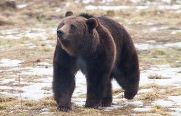Fototapeta na wymiar european brown bear portrait in the wilderness
