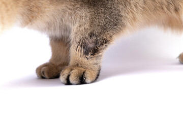 Golden Scottish Fold cat gets sick with lichen