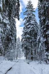 snowy road in the forest