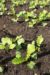 畑のダイコンの若葉