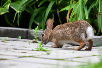 Cute little bunny rabbit sitting in the field and eating wild clover