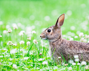 Cute little bunny rabbit sitting in the field and eating wild clover