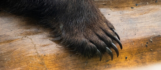 close up on european brown bear paws