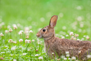 Cute little bunny rabbit sitting in the field and eating wild clover