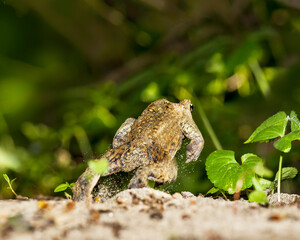 North American groundhog in nature during sunrise in the field