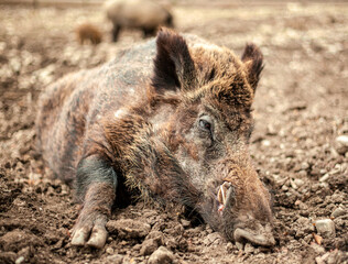 Big Boar lying in the mud in a German wildlife resort in Landsberg