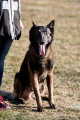 berger belge malinois en ring
