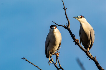 A night Heron roosting in a tree