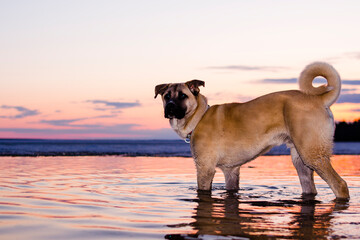 Chinook Dog with Blue eyes on a walk on the lake huron in the water during sunset