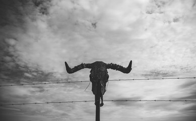 Cow skull at the entrance to a Texas ranch, cowboys and American folklore