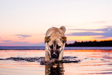 Majestic Dog with Blue eyes on a walk on the lake huron in the water during sunset
