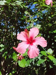 pink hibiscus flower © JuanFernando