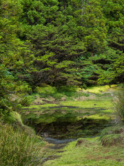 Landscape of the neovolcanic area Misterio dos Negros. Terceira Island, Azores, Portugal.