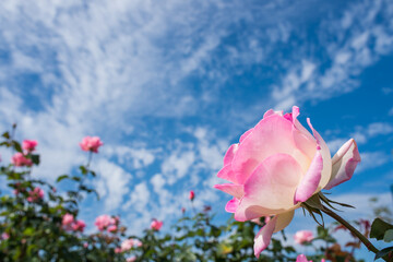 雲の浮かぶ青空の下のピンクのバラの花のアップ