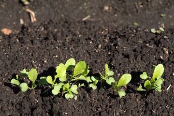 畑のチンゲンサイの芽