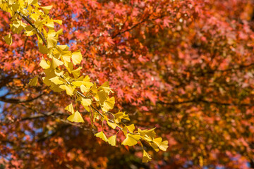 橙色のカエデの紅葉をバックにイチョウの黄葉