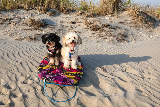 One black and one beige Havanese puppy dogs sitting together on a buggie surfboard on a sand dune near the tall grass and the ocean