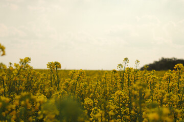 field of yellow flowers