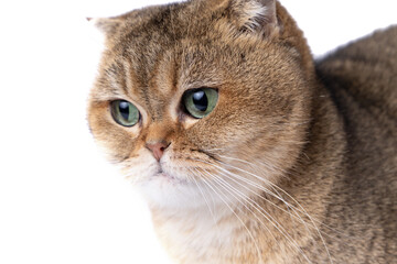 lovely fluffy golden scottish fold cat with green eyes on white background