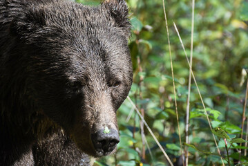 Grizzly Bear portrait