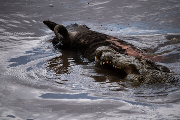 Nile Crocodile eating a Buffalo