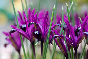 Iris Reticulata Pauline in flower in February, England, United Kingdom