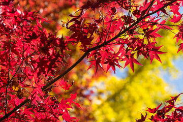 イチョウの黄葉をバックにカエデの紅葉のアップ