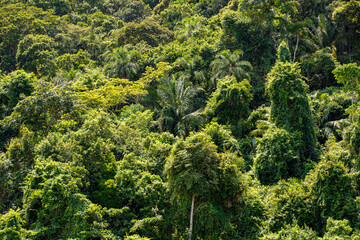 Atlantic Forest ecosystem