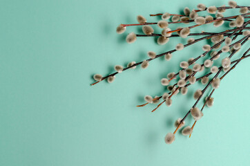 willow tree branch on colorful background. Easter, spring background © Anton