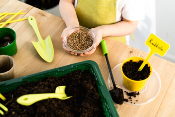pots with soil on a wooden table for planting seeds and seedlings of vegetables, micro greens, arugula, gardening concept and planting plants