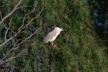 A night Heron roosting in a tree