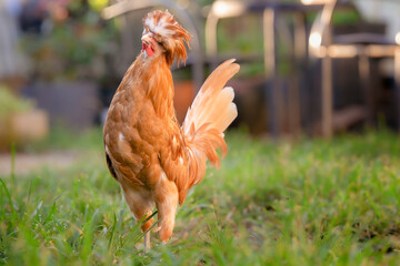 Young chicken in green grass