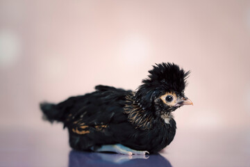 Young black chick on soft background