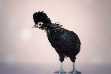Young black chick on soft background