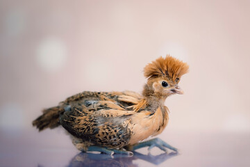 Young brown chick on soft background