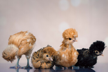 Group of young chicks