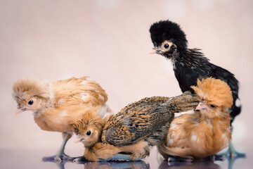 Group of young chicks