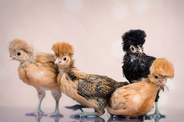 Group of baby chickens
