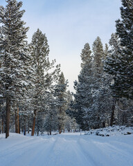 A snow-covered trail leads into a forest