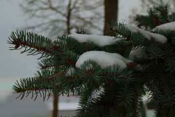 snow covered fir branch in the winter