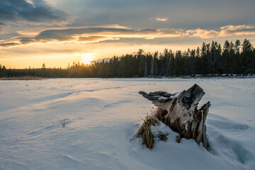 An old tree stump in the snow in the foreground with a forest and sunset in the background